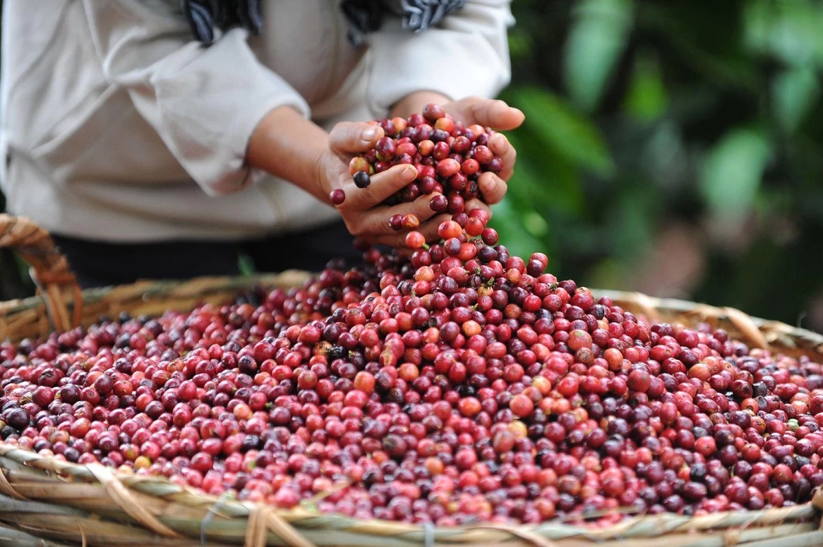 Nescafé Gold Amaretto Latte Oploskoffie - 6 Doosjes à 8 Zakjes - Afbeelding 6